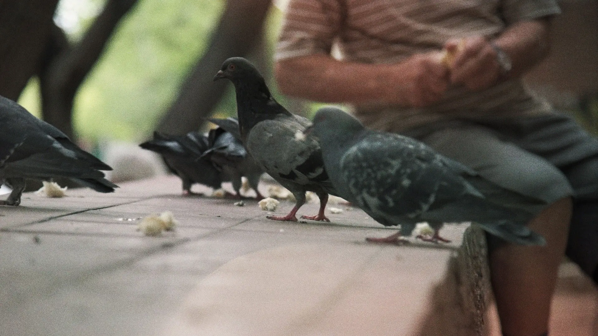 Searching for the Pigeon Man backdrop