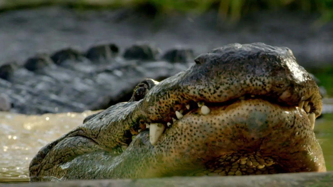 Wild Florida backdrop