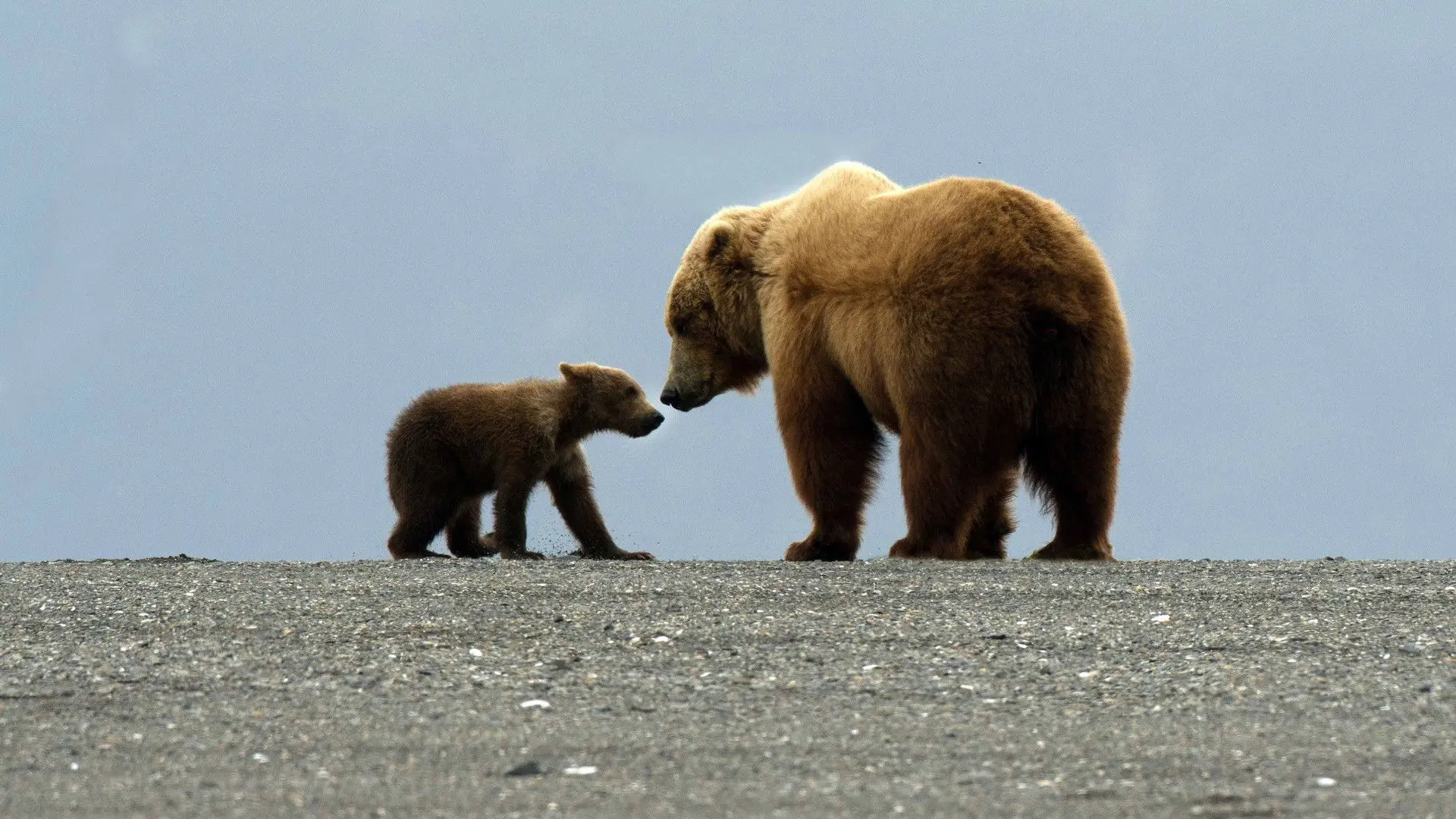 Great Bear Stakeout backdrop