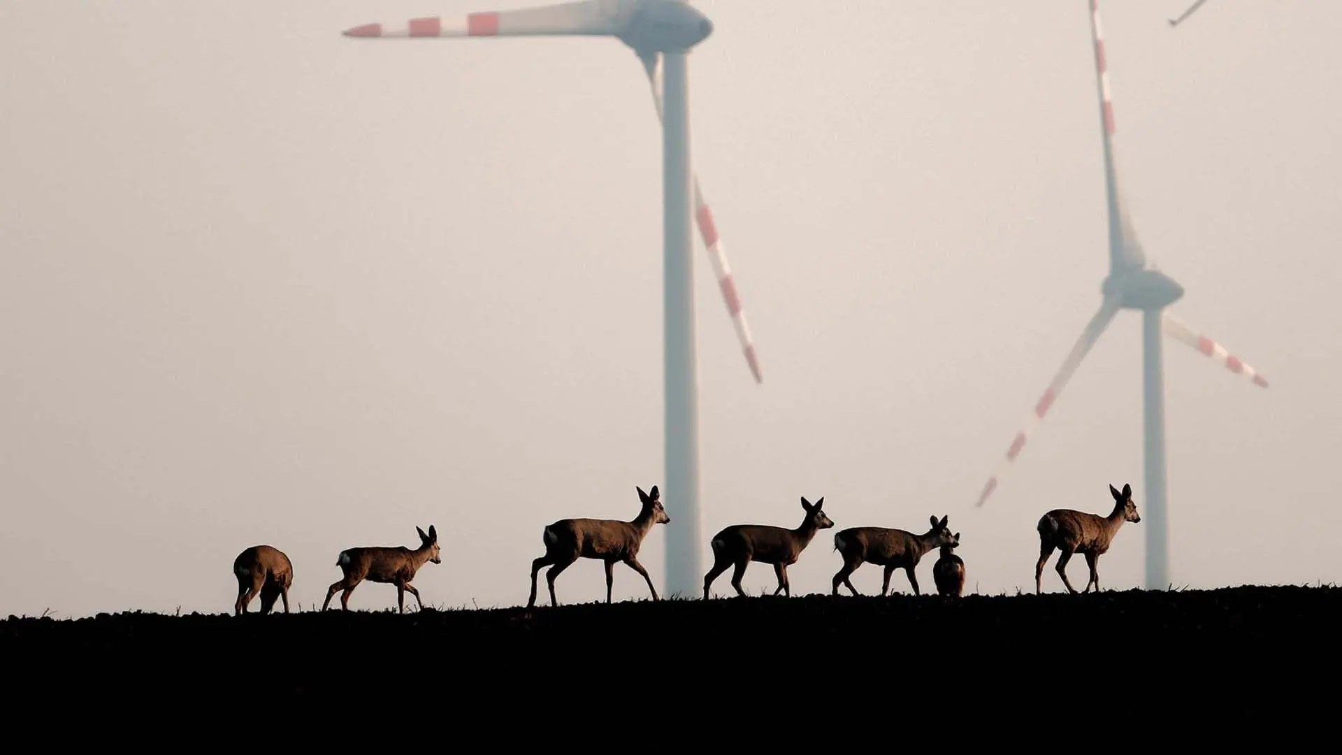 Wildnis 2.0 - Die Tierwelt auf Umwegen backdrop