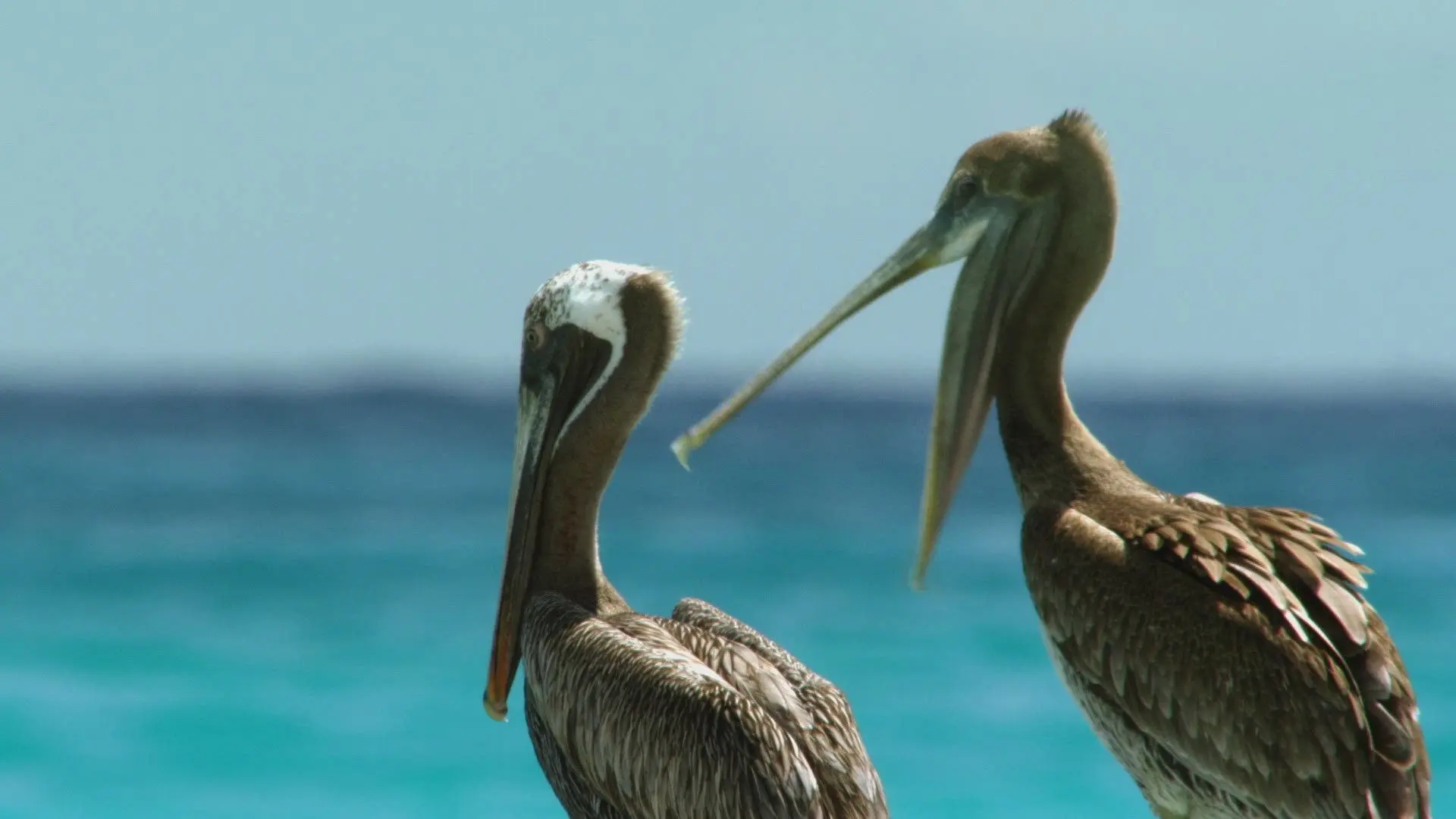 Cuba's Wild Revolution backdrop