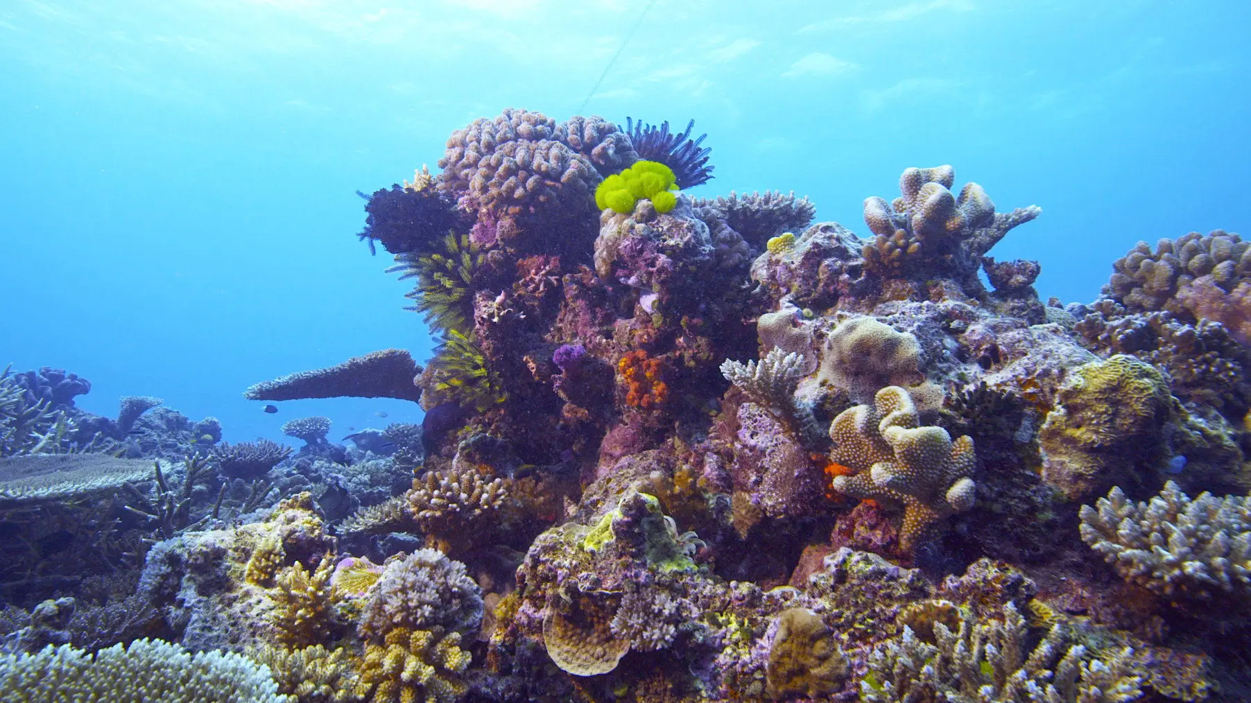 Corals, the ultimate metamorphosis backdrop