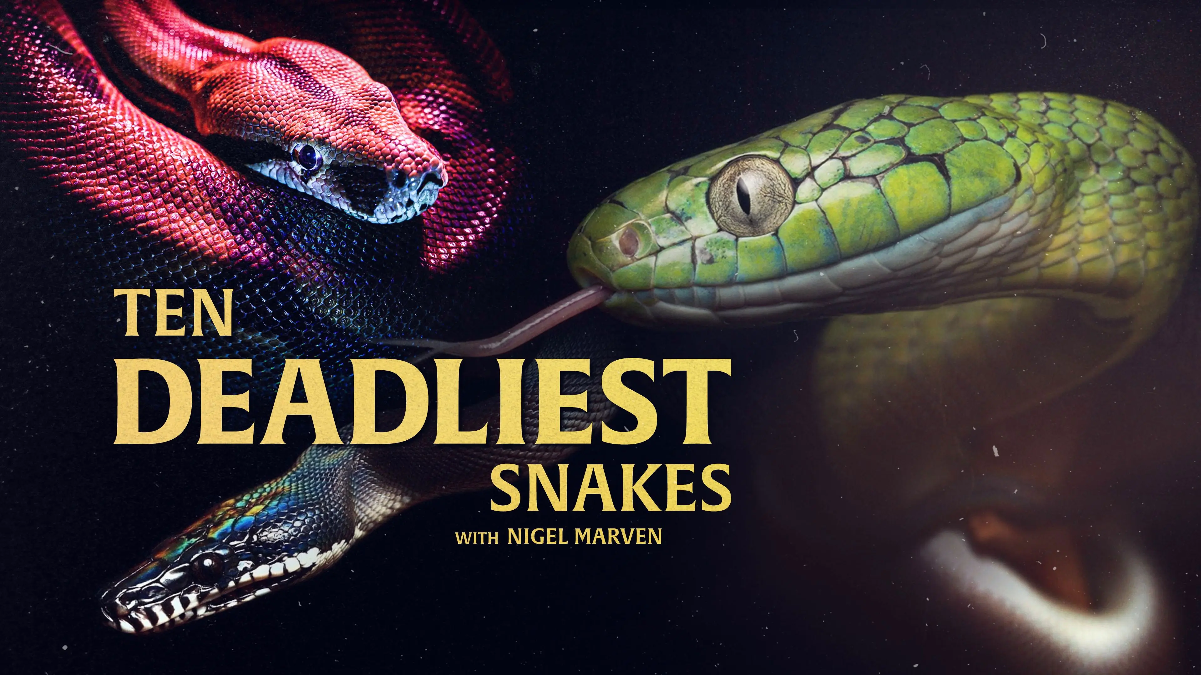 Ten Deadliest Snakes with Nigel Marven backdrop