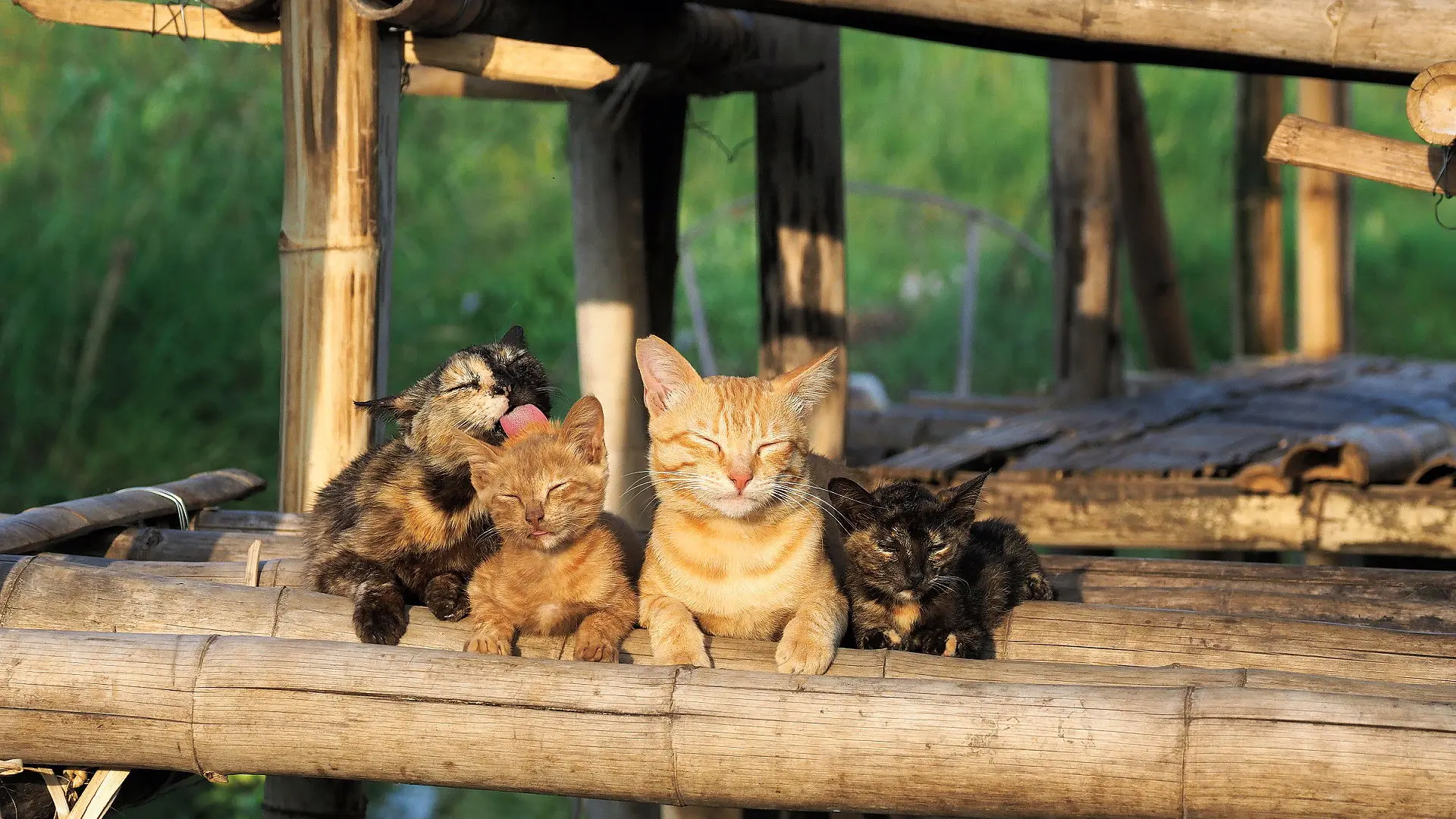 Mitsuaki Iwago's World “Cats” Travelogue backdrop