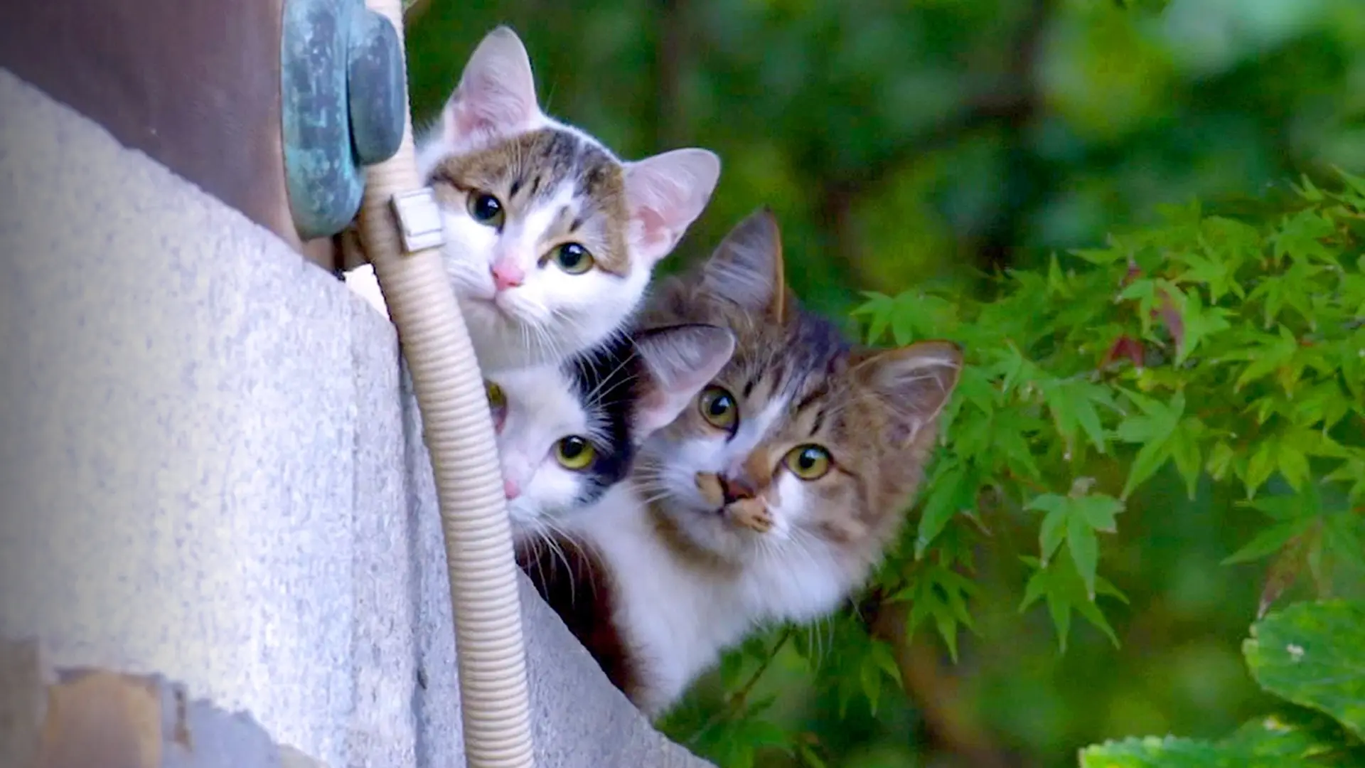A Cat's-Eye View of Japan backdrop