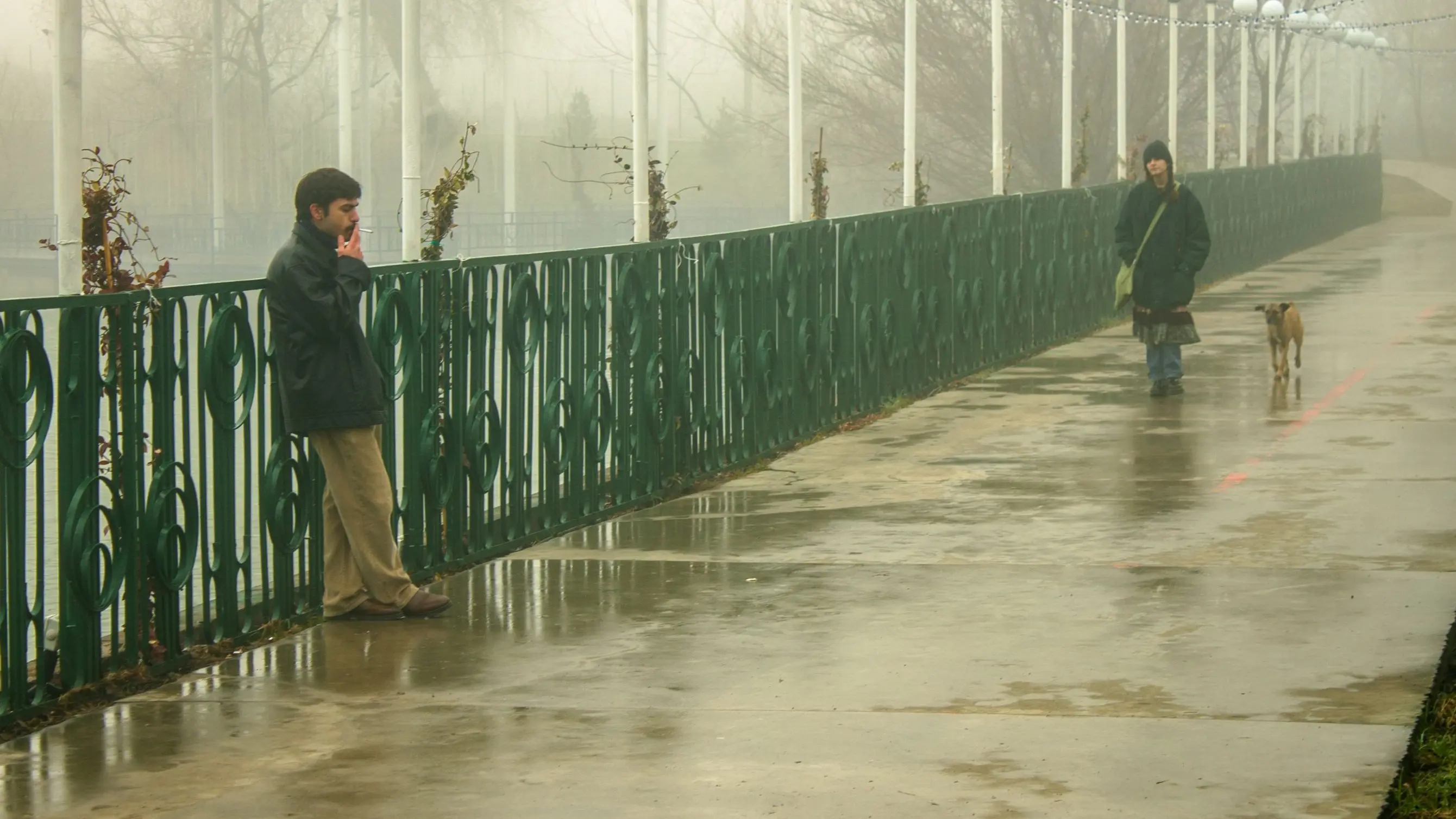 Because of a Fly backdrop