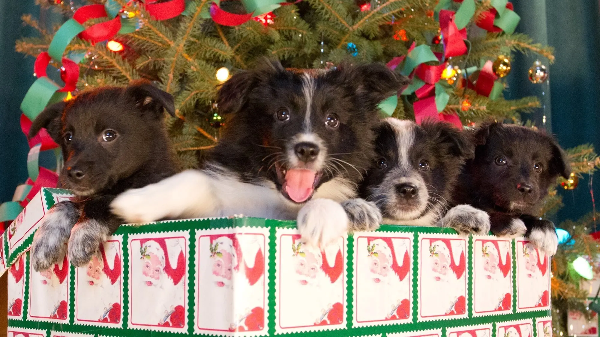12 Dogs of Christmas: Great Puppy Rescue backdrop