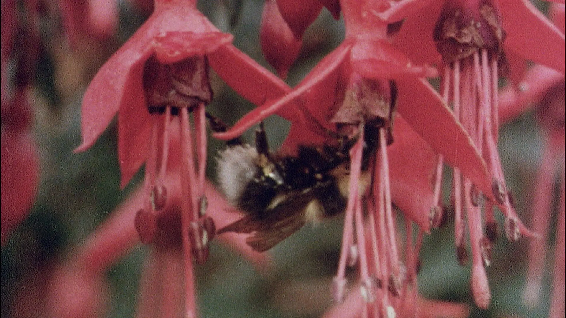 The Quiet Land backdrop