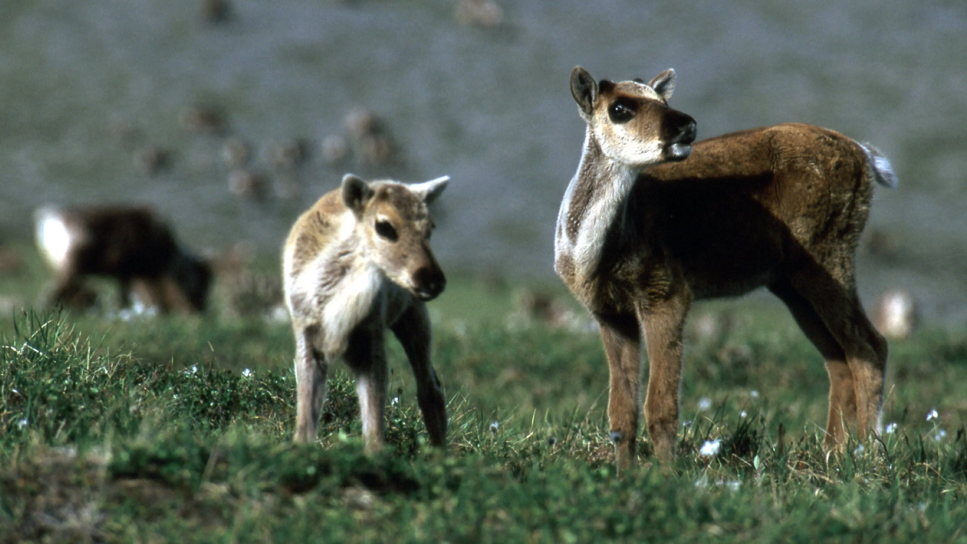 Being Caribou backdrop