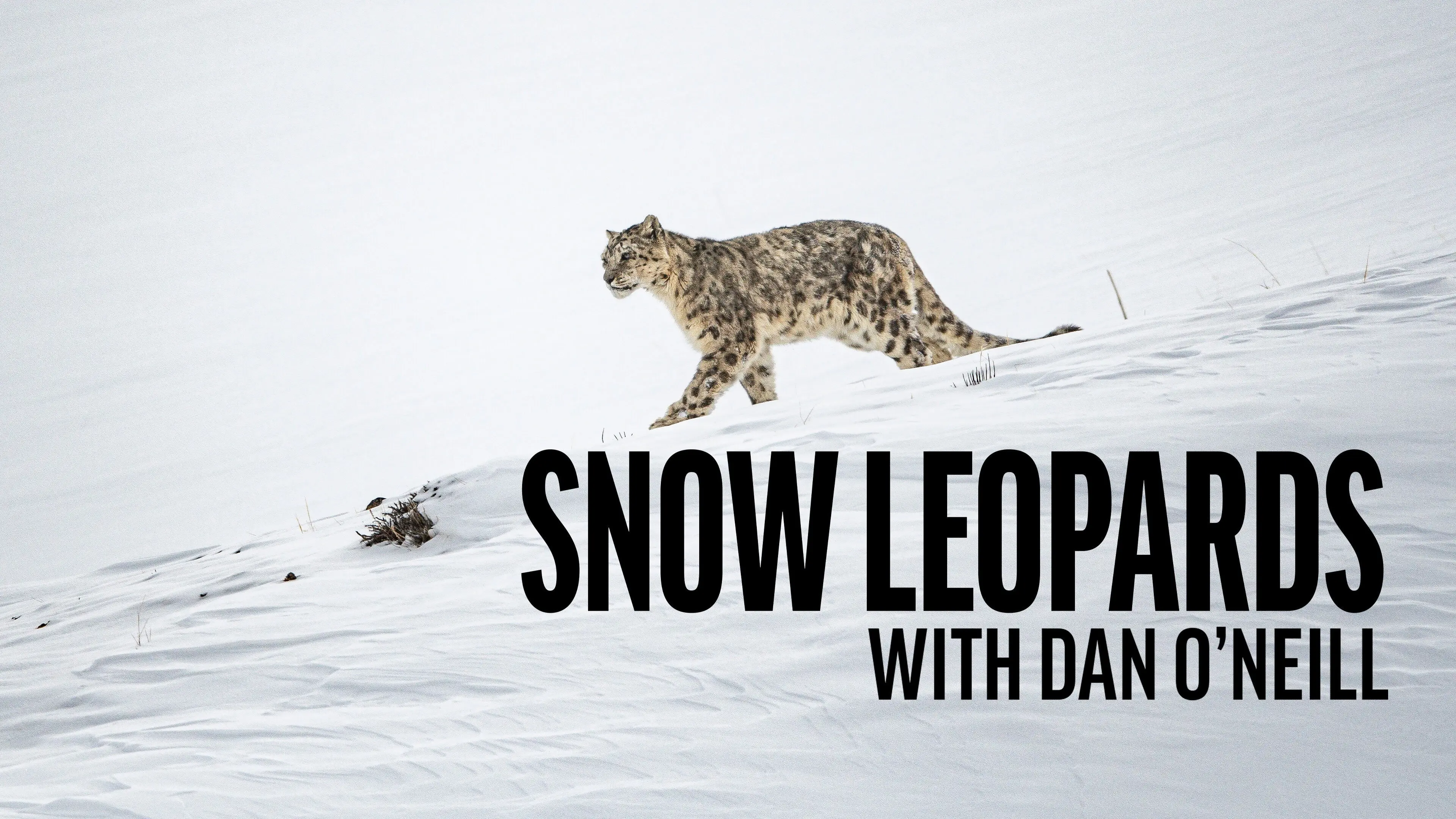 Snow Leopards with Dan O'Neill backdrop