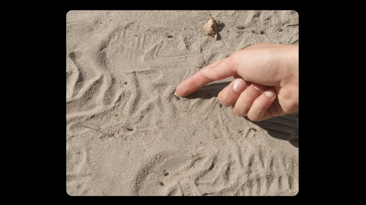 Over het Wildrooster backdrop