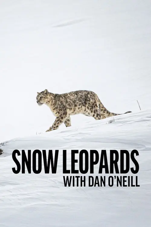 Snow Leopards with Dan O'Neill